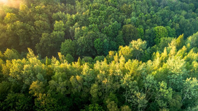 Δάσος από ψηλά με πυκνή πράσινη βλάστηση και φυσικό φως